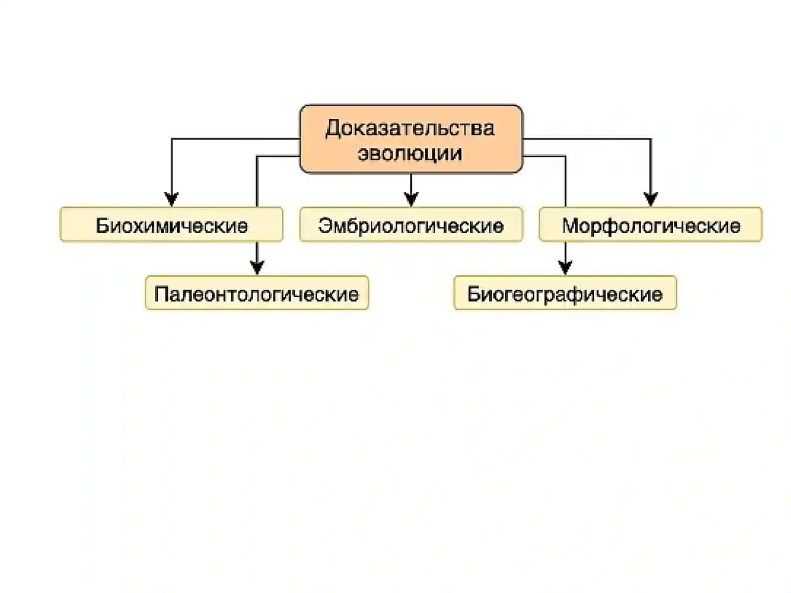 Доказательства эволюции 3