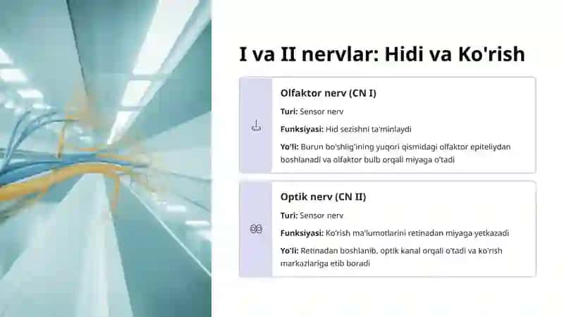 Kranial nervlar: I–XII juft 3