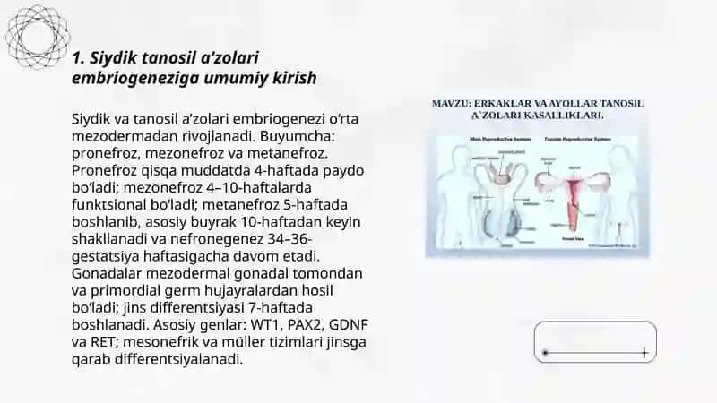 Siydik tanosil aʼzolari embriogenezi 3
