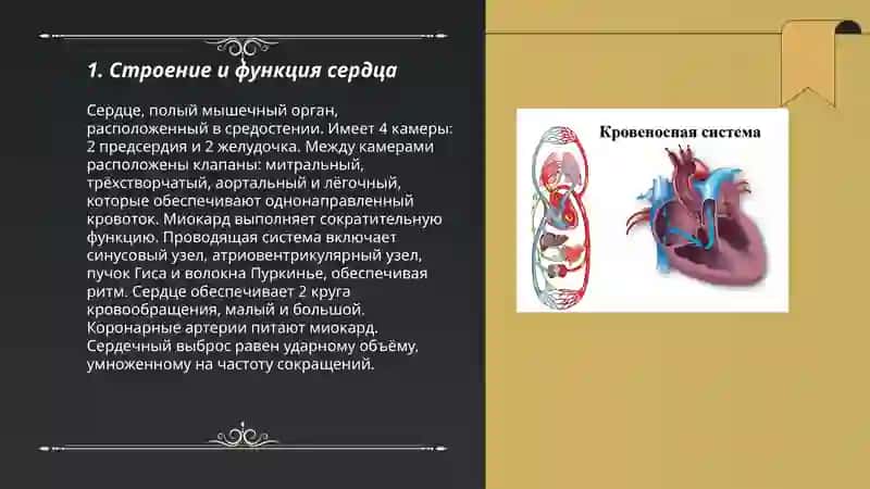 Кровеносная система 3