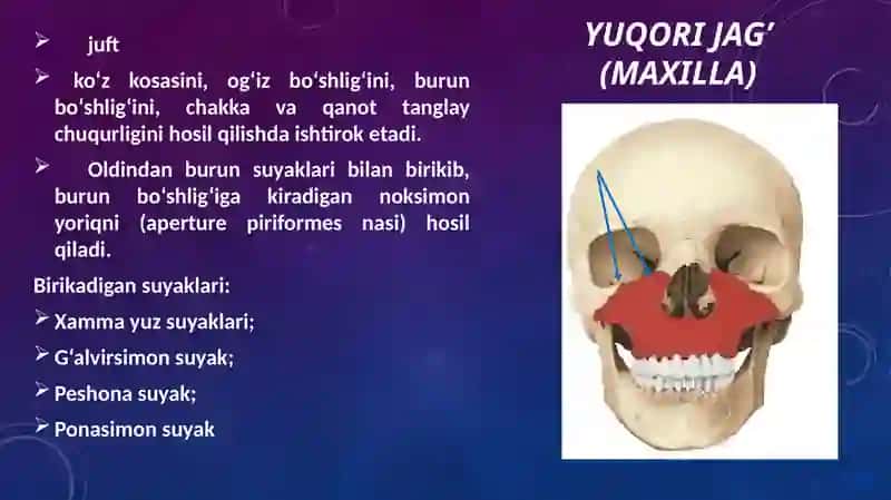 Kalla suyagining yuz qismi suyaklari 3
