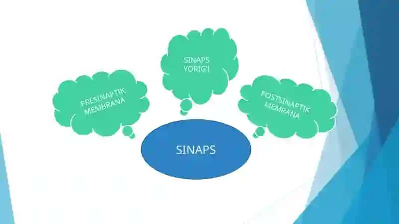 SINAPSLAR FIZIOLOGIYASI 3