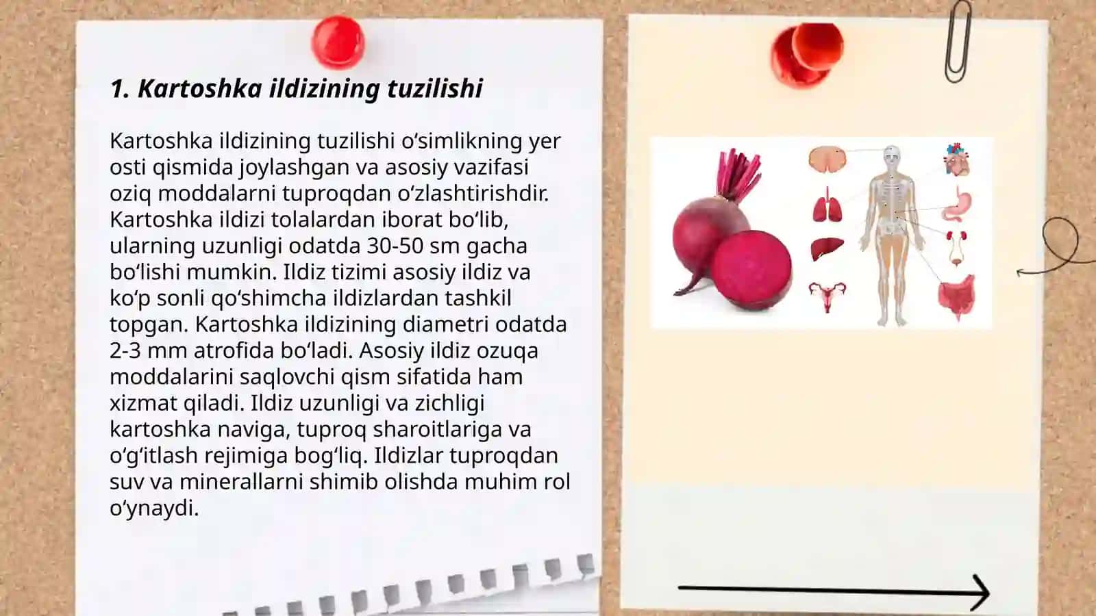 Kartoshka va qand lavlagi ildizining tuzilishi 3
