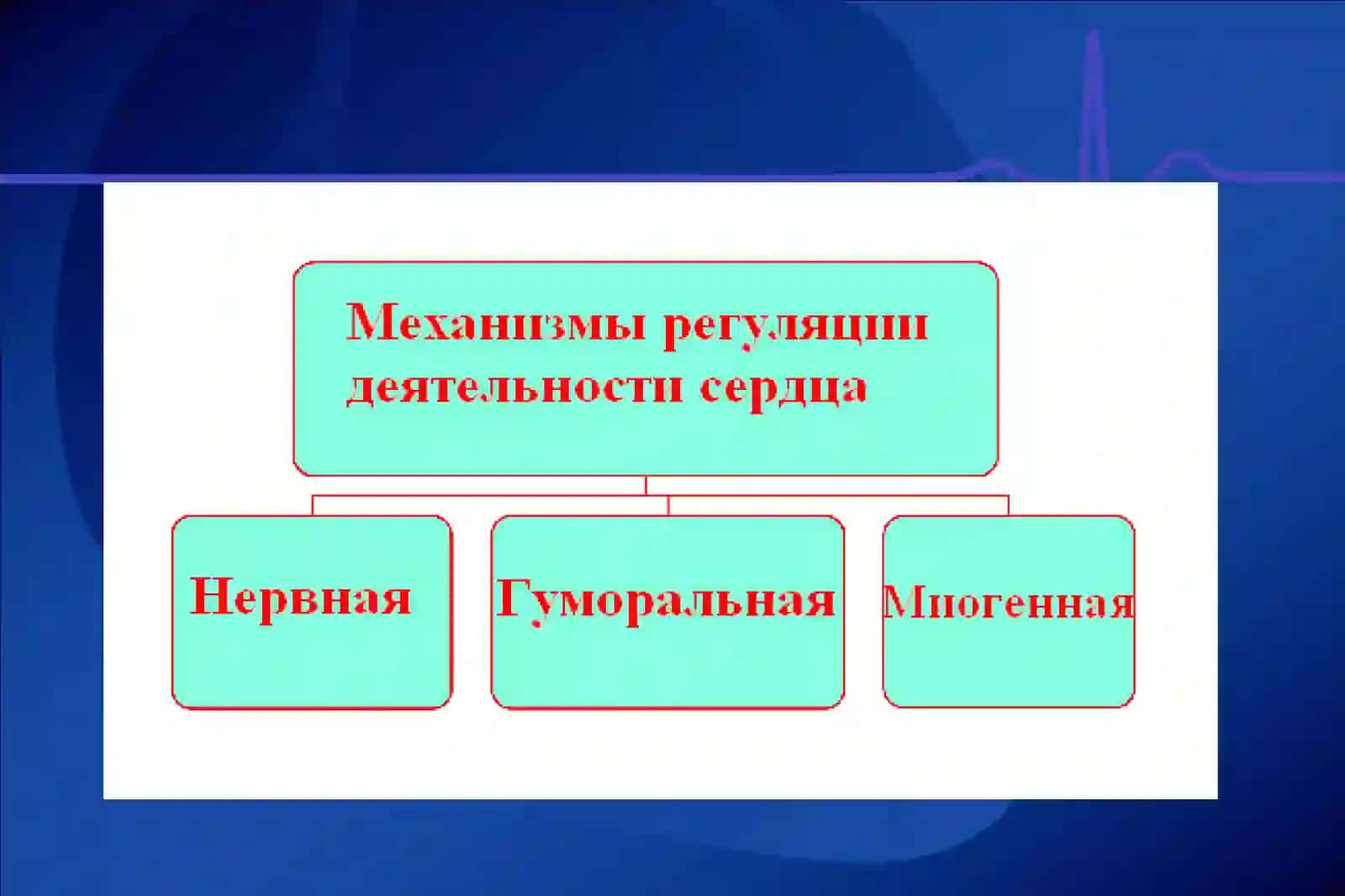 РЕГУЛЯЦИЯ ДЕЯТЕЛЬНОСТИ СЕРДЦА 3