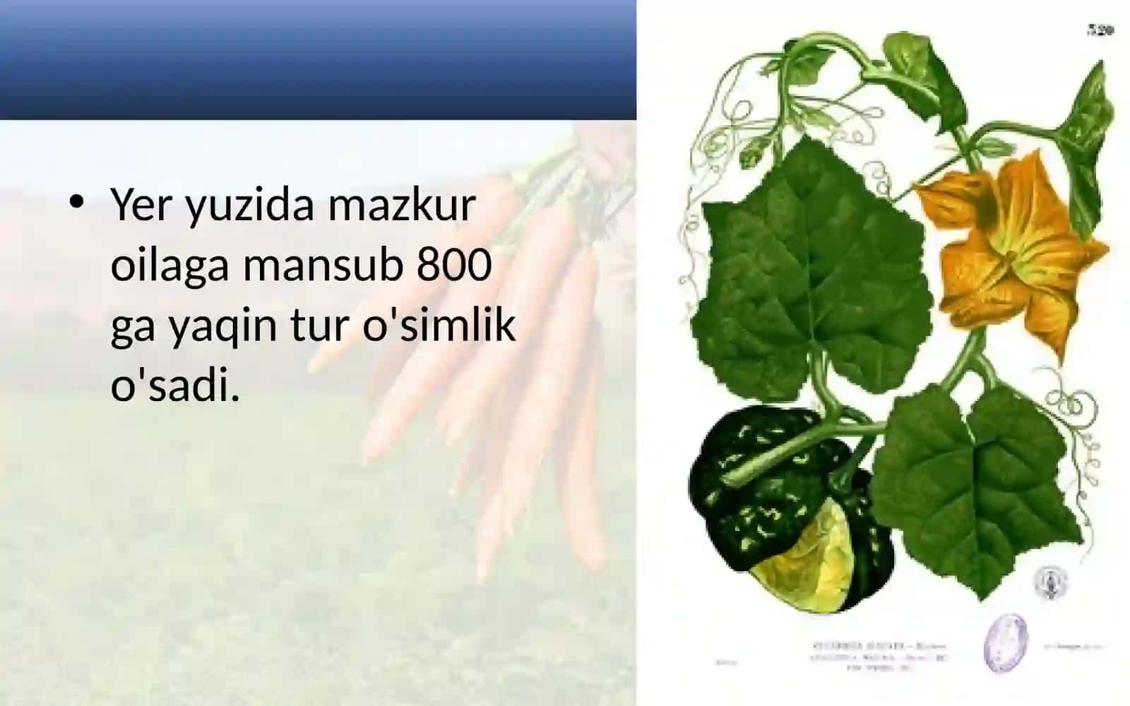 6-sinf Botanika dars ishlanma. Qovoqdoshlar oilasi 3
