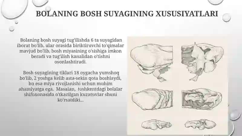 Bolalar gavda tuzilishining hususiyatlari 3