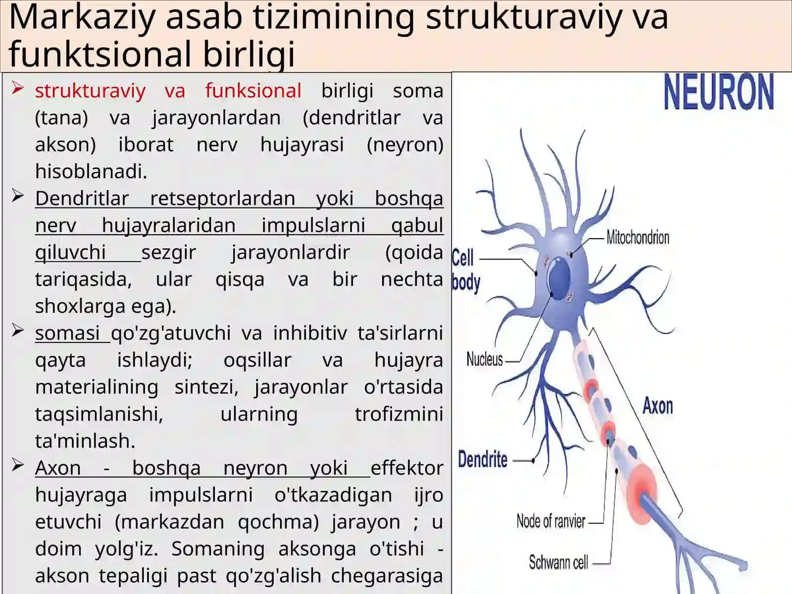 MNSDA QO`YIQISH VA INBIBISIYA. NERV MARKAZLARINING XUSUSIYATLARI. MUVOFIQLASHTIRISH PRINSİPLARI REFLEKTIV FAOLIYATLAR 3