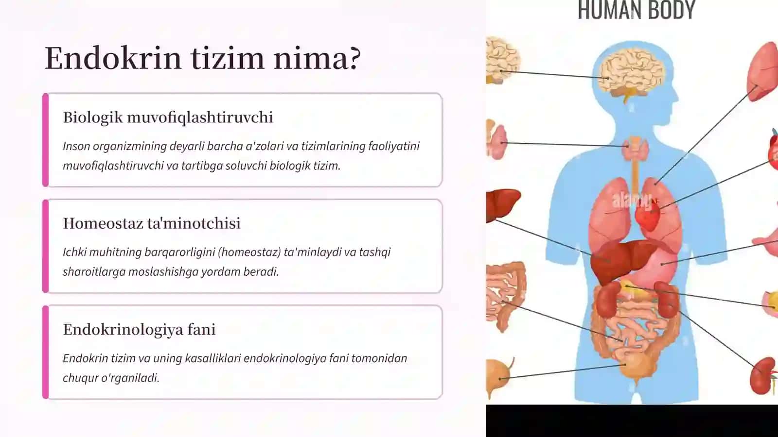 Endokrin tizimi 3
