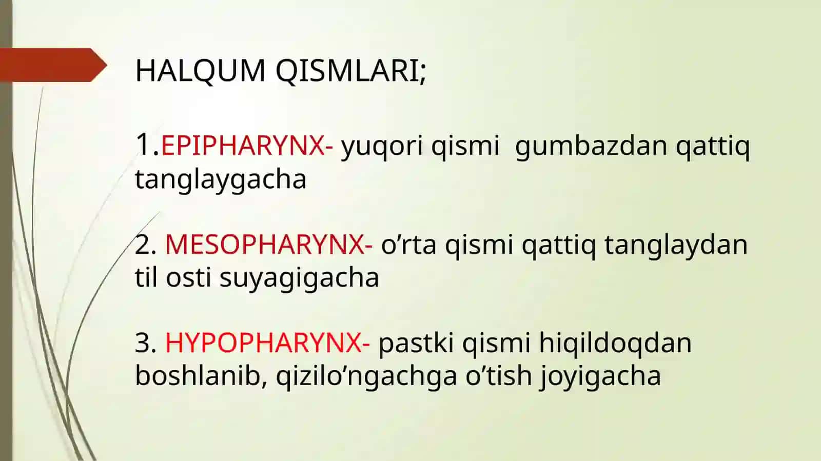 HALQUM TUZILISHI. SINOPATIYA VA SKLETOTOPIYASI 3