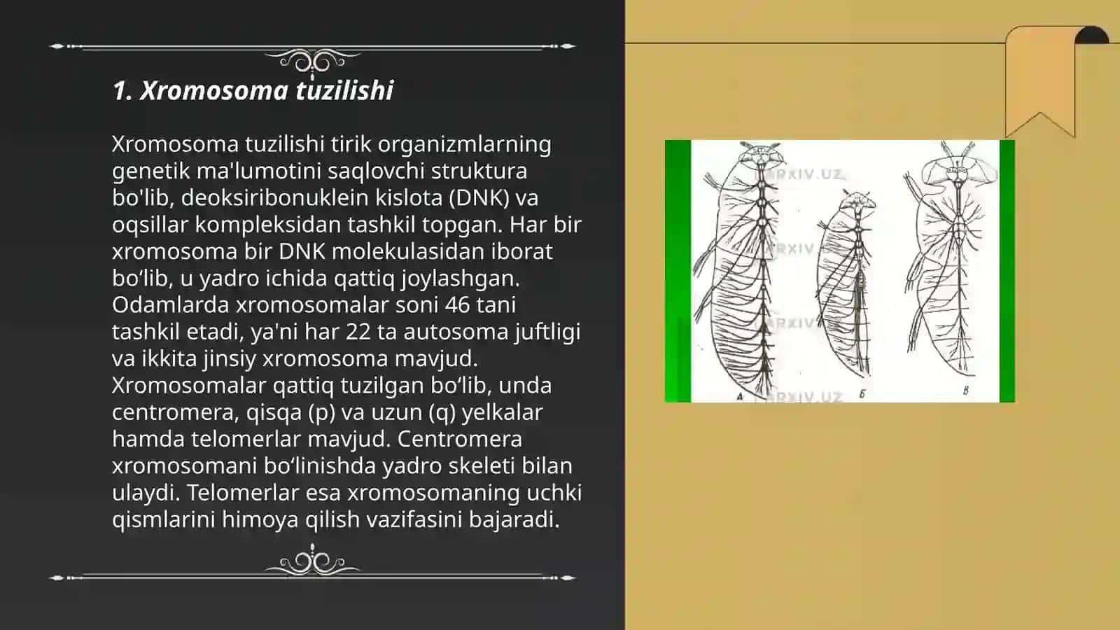 Xromosoma morfologiyasi va tiplari 3