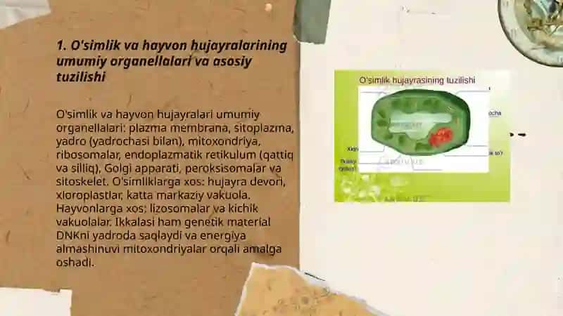 O'simlik va hayvon hujayralari o'xshashligi va farqi 3