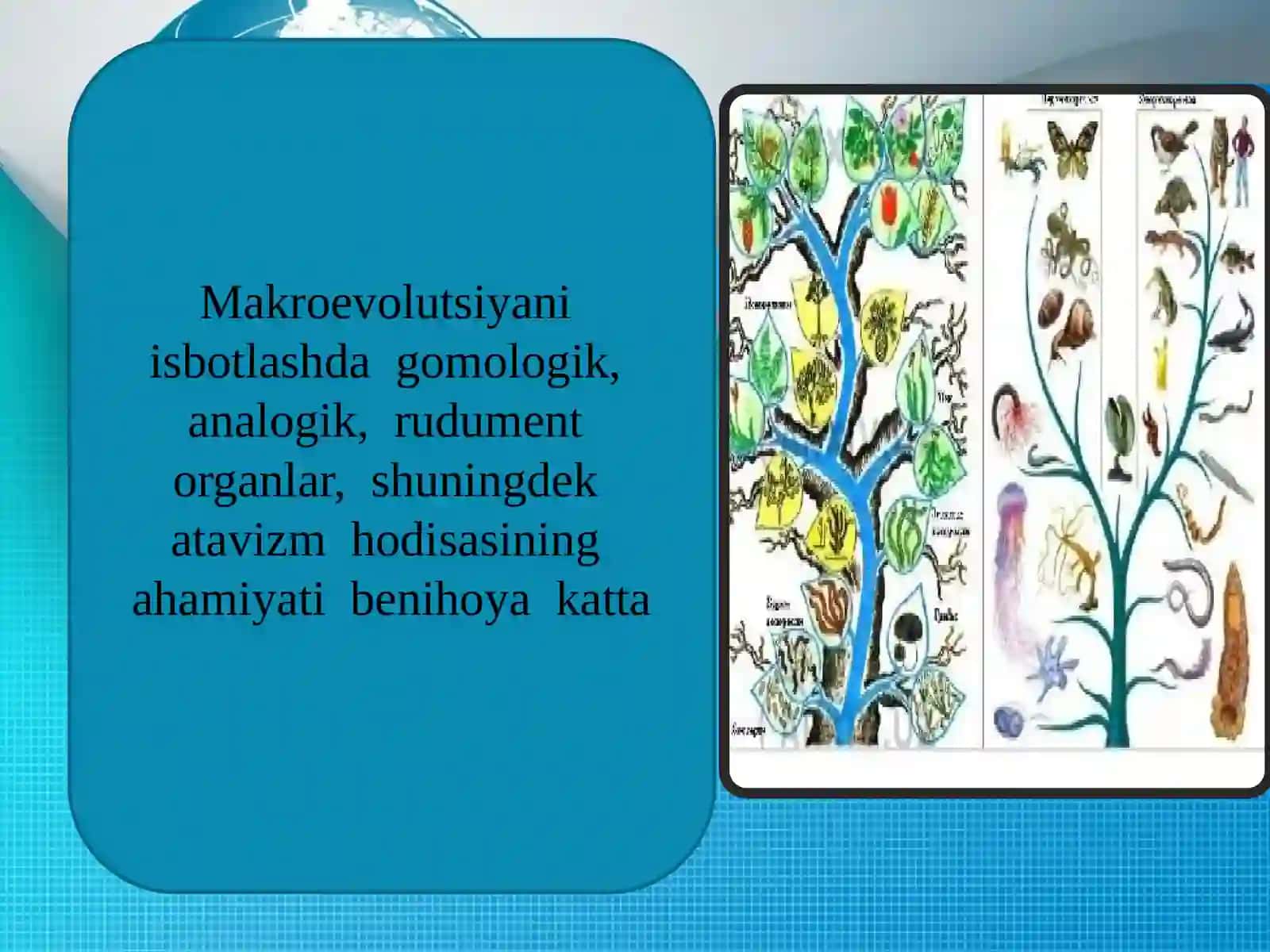 Evolutsiyani isbotlashda solishtirma anatomiya, paleontologiya fanlaridagi dalillari 3