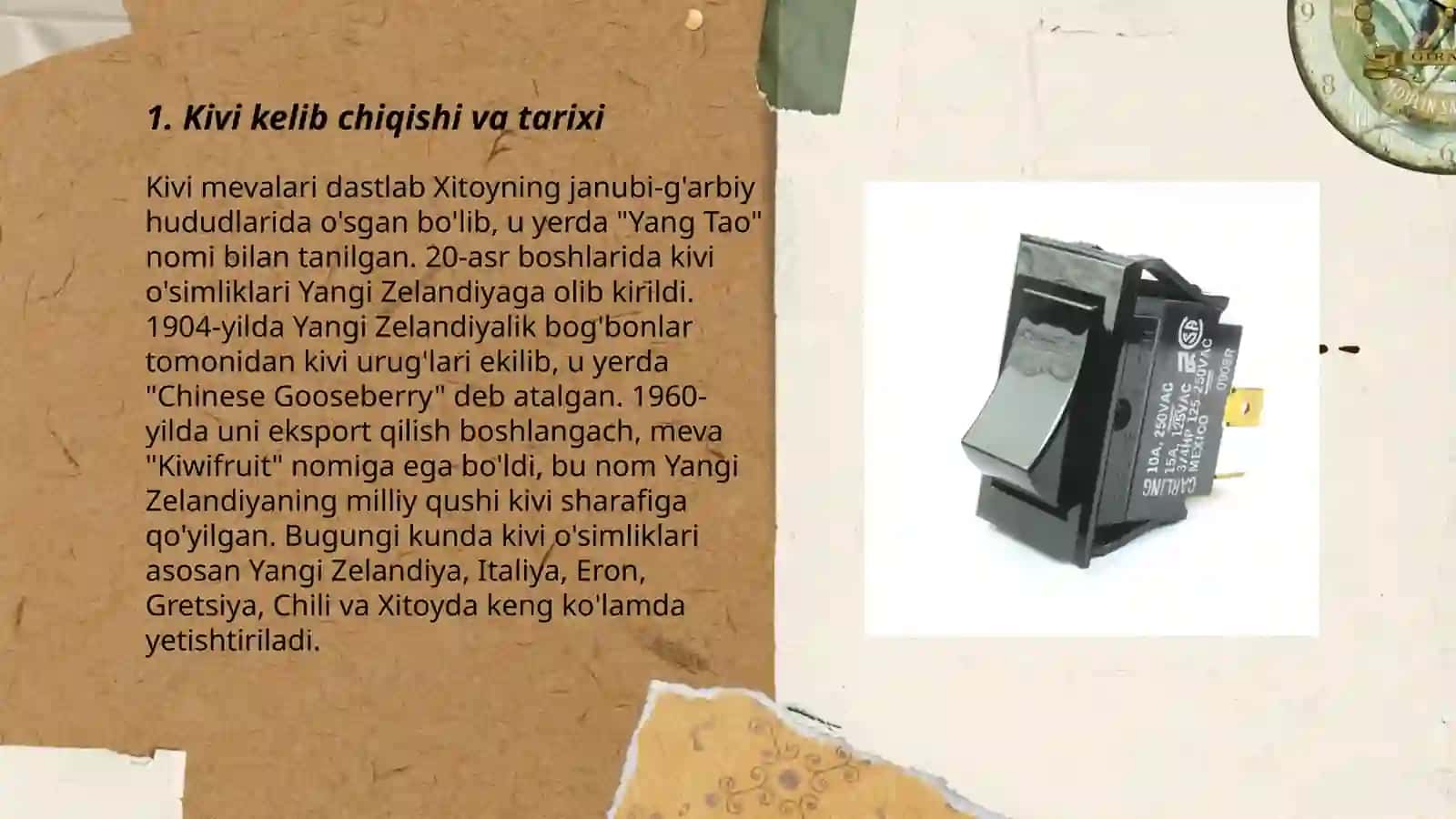 Kivi kelib chiqishi va tarixi 3