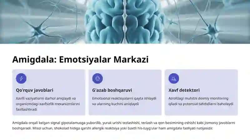 Limbik Tizim: Emotsiya, Xotira va Motivatsiyaning Markazi 3
