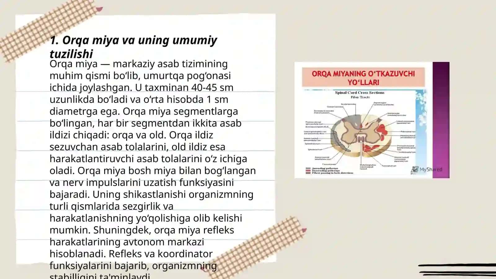 Orqa miya oʻzaklarining joylashuvi va ularning ahamiyati 3