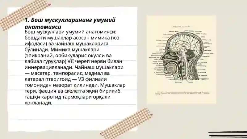 Бош мускуллари 3