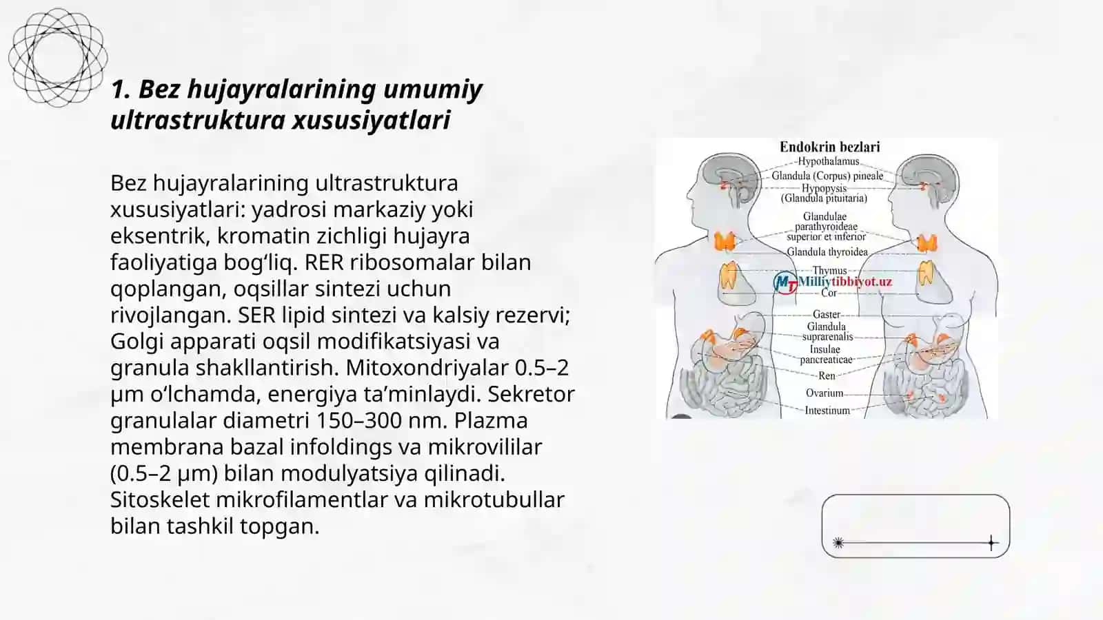 Bez sekretsiyasining ultrastrukturaviy asoslari 3