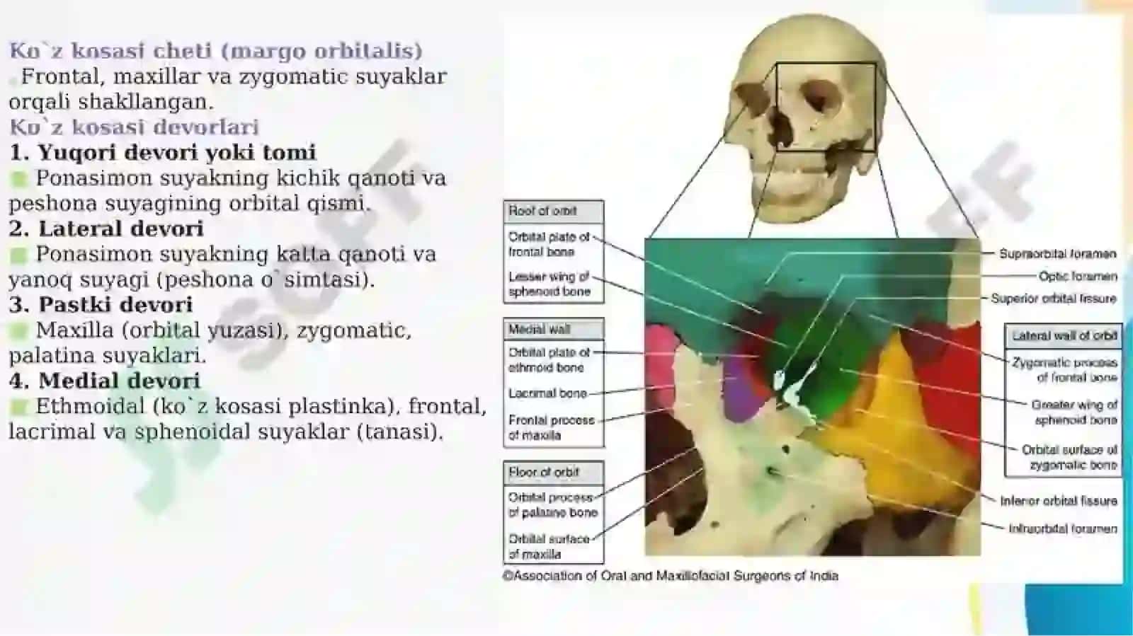 Ko’z kosasi yoki orbita anatomiyasi 3