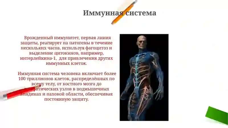 Анатомия физиология человека 3
