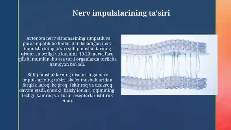 Kondalang targil va silliq mushaklarning qisqarish mexanizmi 3