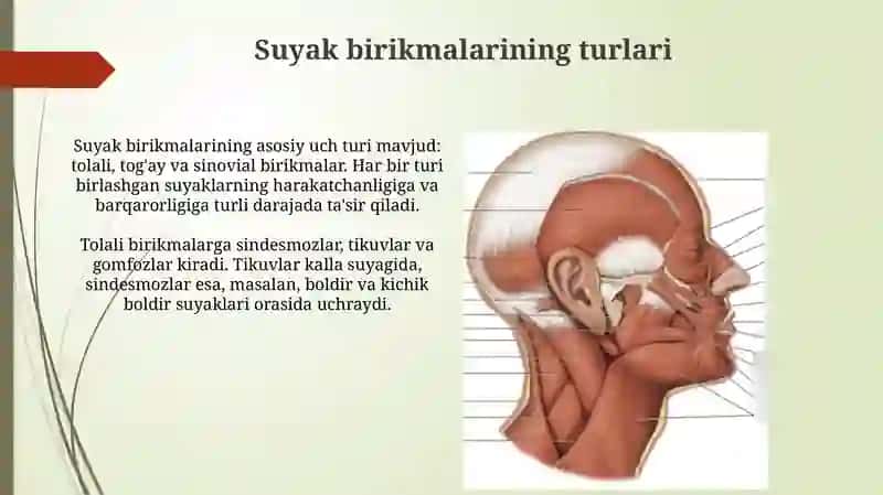 Suyaklarning oʻzaro birikishi -sindesmalogiy 3