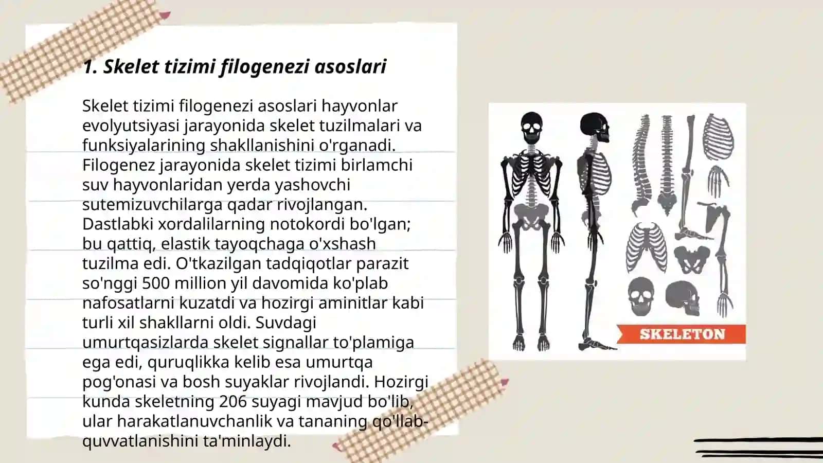 Skelet sistemasi filogenezi va evolyutsiyasi 3