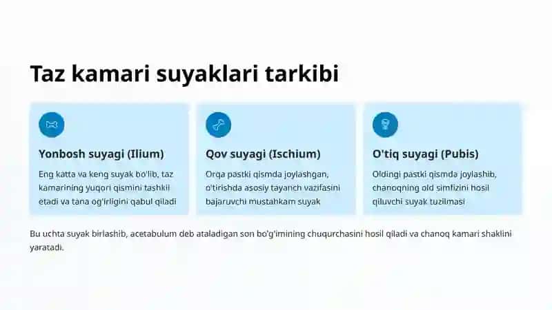 Taz Kamari Suyaklari: Tuzilishi va Vazifalari 3