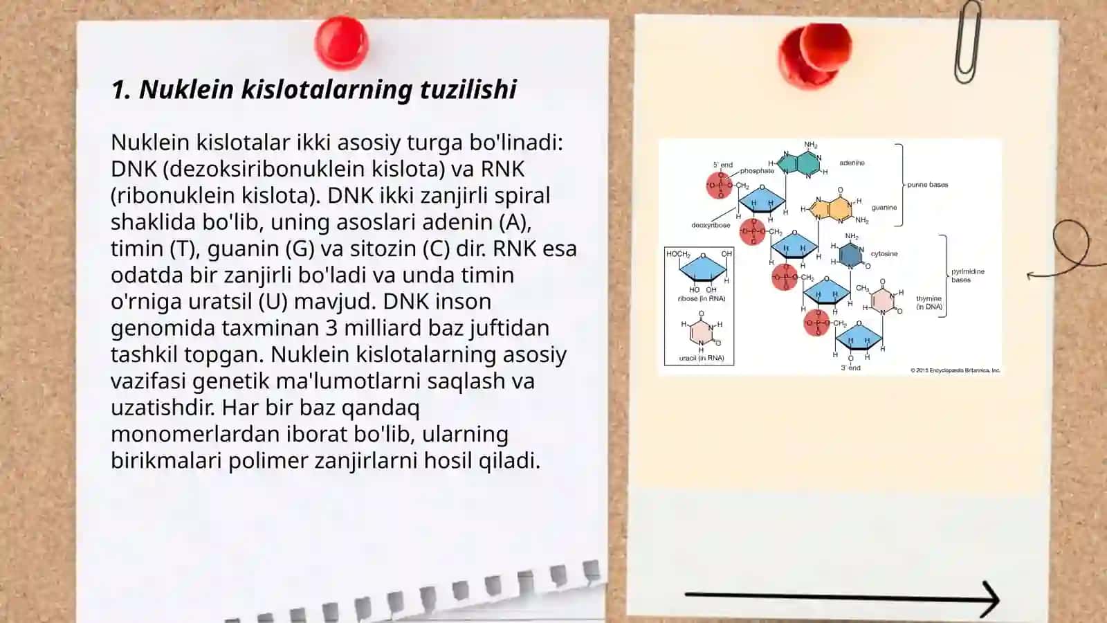 Nuklein kislotalar 3