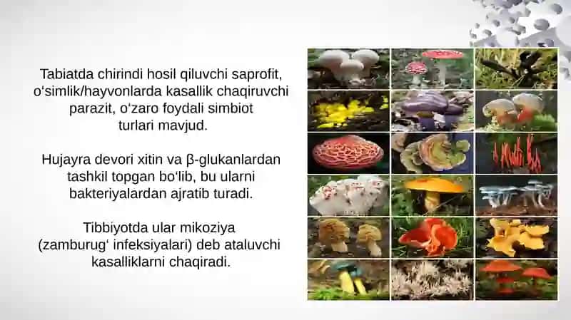 ZAMBURUGʻLAR. ULARNING MORFIDAGIYASI, STRUTURASI  VA ULARNI OʻRGAISH USULARI 3