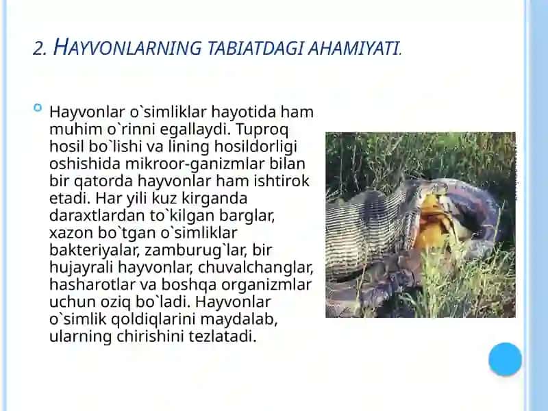Hayvonotolami 3