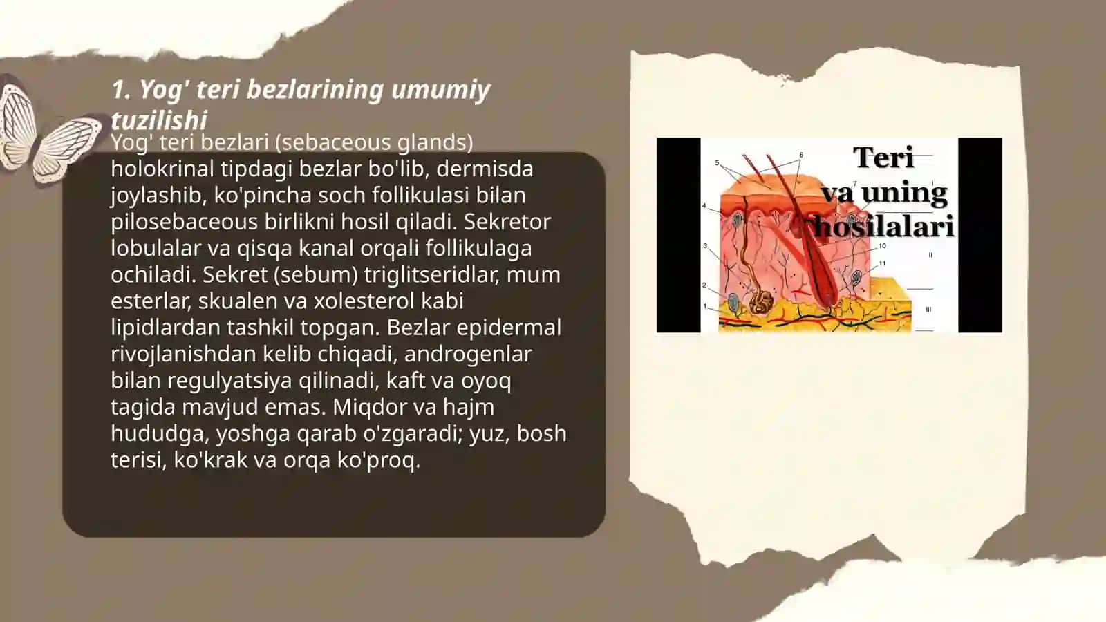 Terining bezlari ,  yog teri bezlarinig tuzilishi gista fiziologiyasi sochlarning tuzilishi va osishi 3