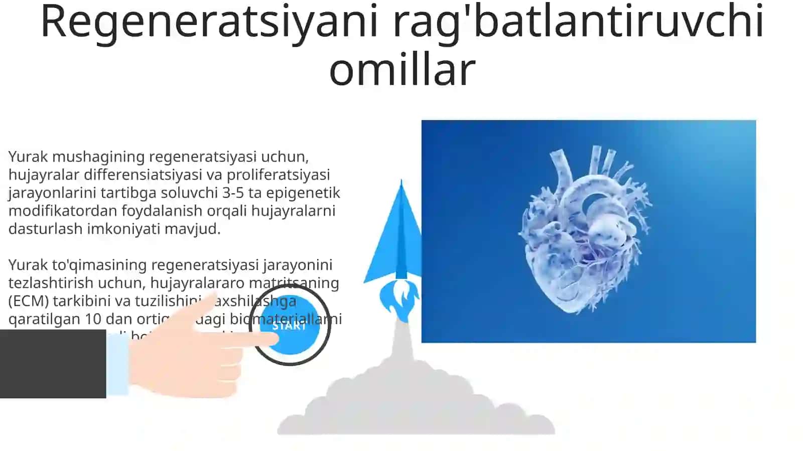 Yurak mushagi regeniratsiyasi 3