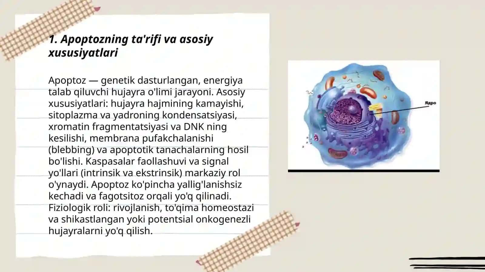 Hujayra apoptizi va uning biologik ahamiyati 3