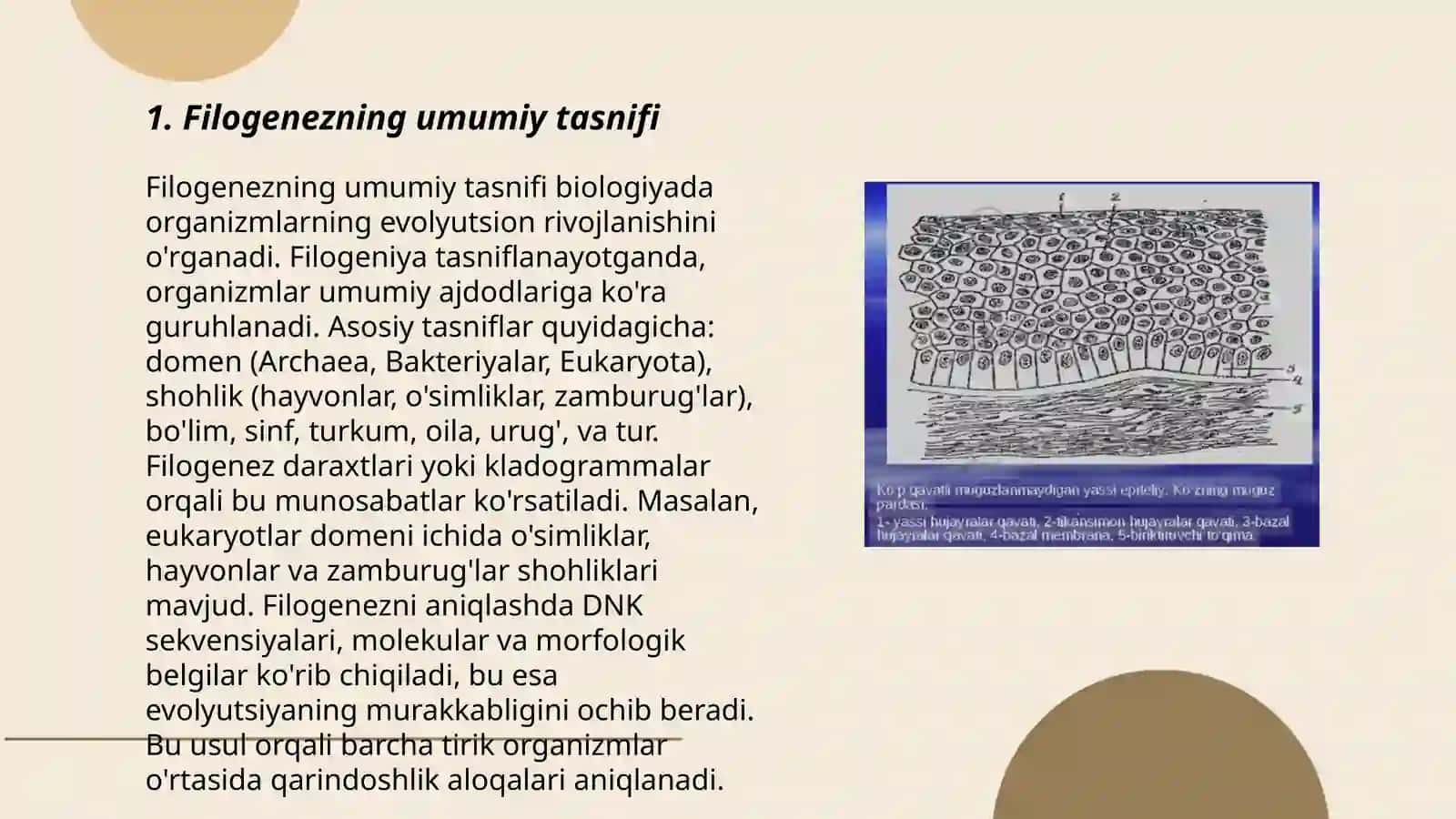 Organlar filogenezi:qoplovchi toʻqima filogenezi 3