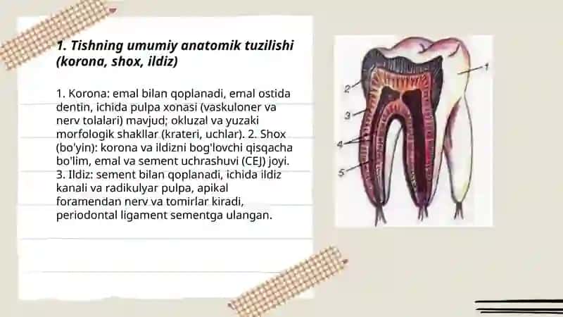 Tishlarning anatomik, gistalogik, morfologik tuzilishi 3