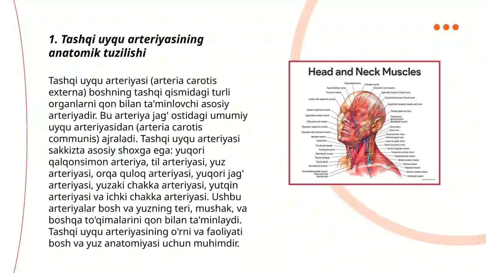 Tashqi uyqu va ichki uyqu arteriyasi anatomiyasi haqida 3