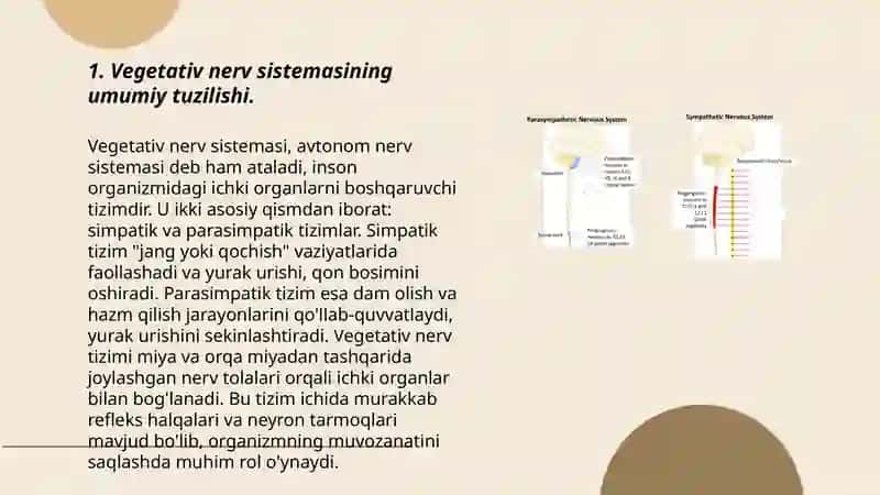 Vegetativ nerv sistemasi 3