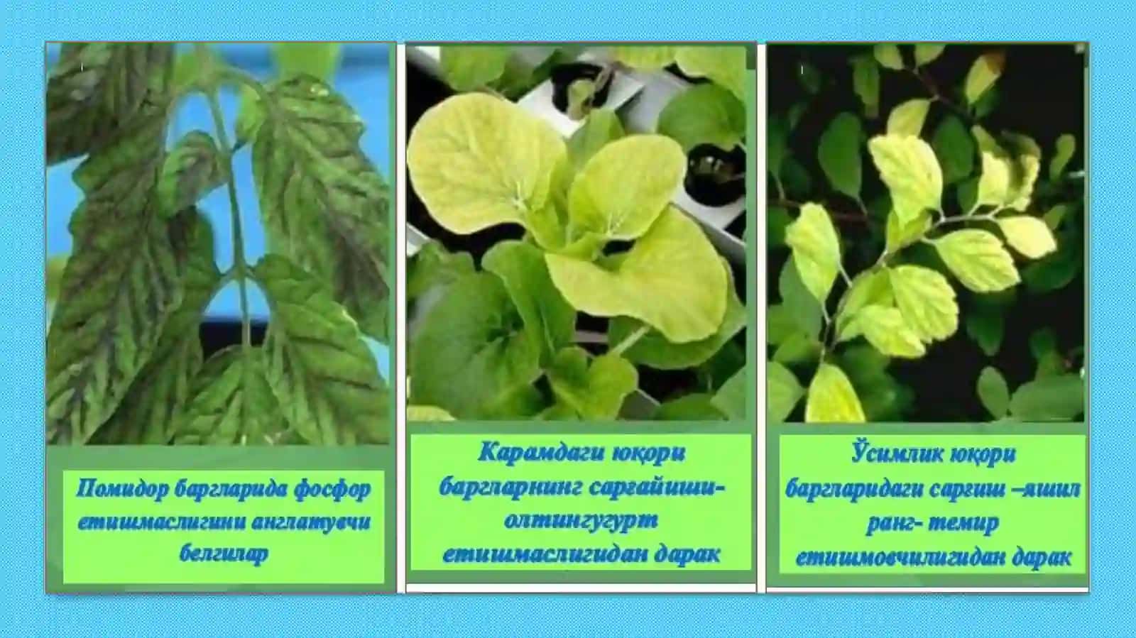 Минерал ўғитлар 3
