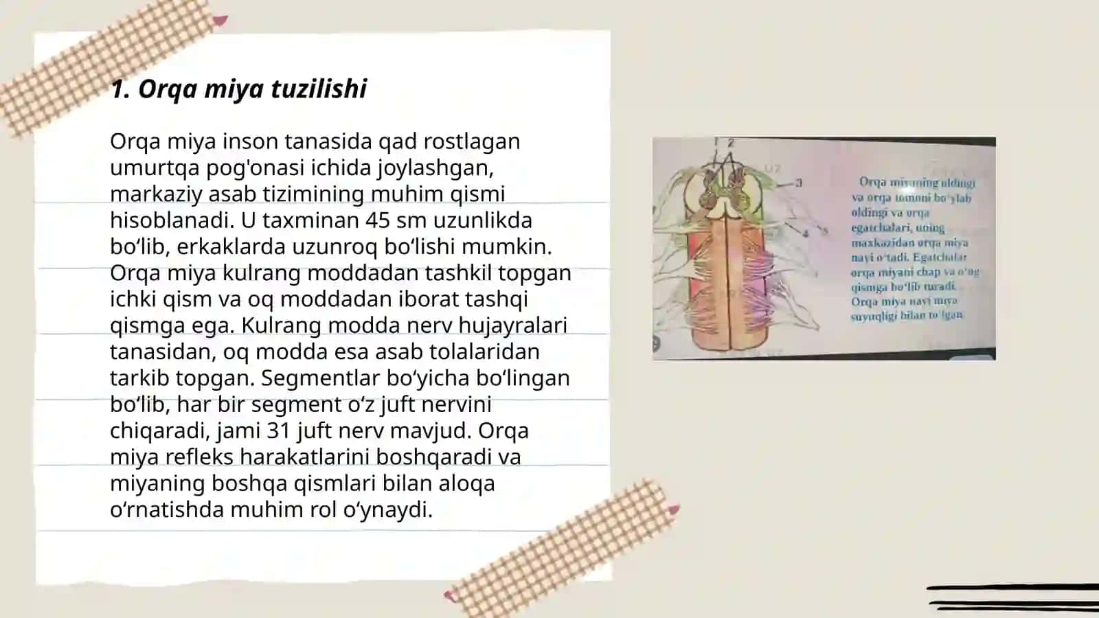 Orqa miya 3