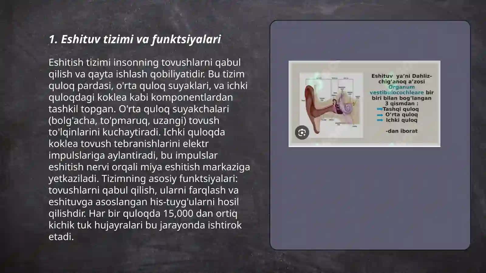 Eshituv va vestibulyar analizatorlar 3