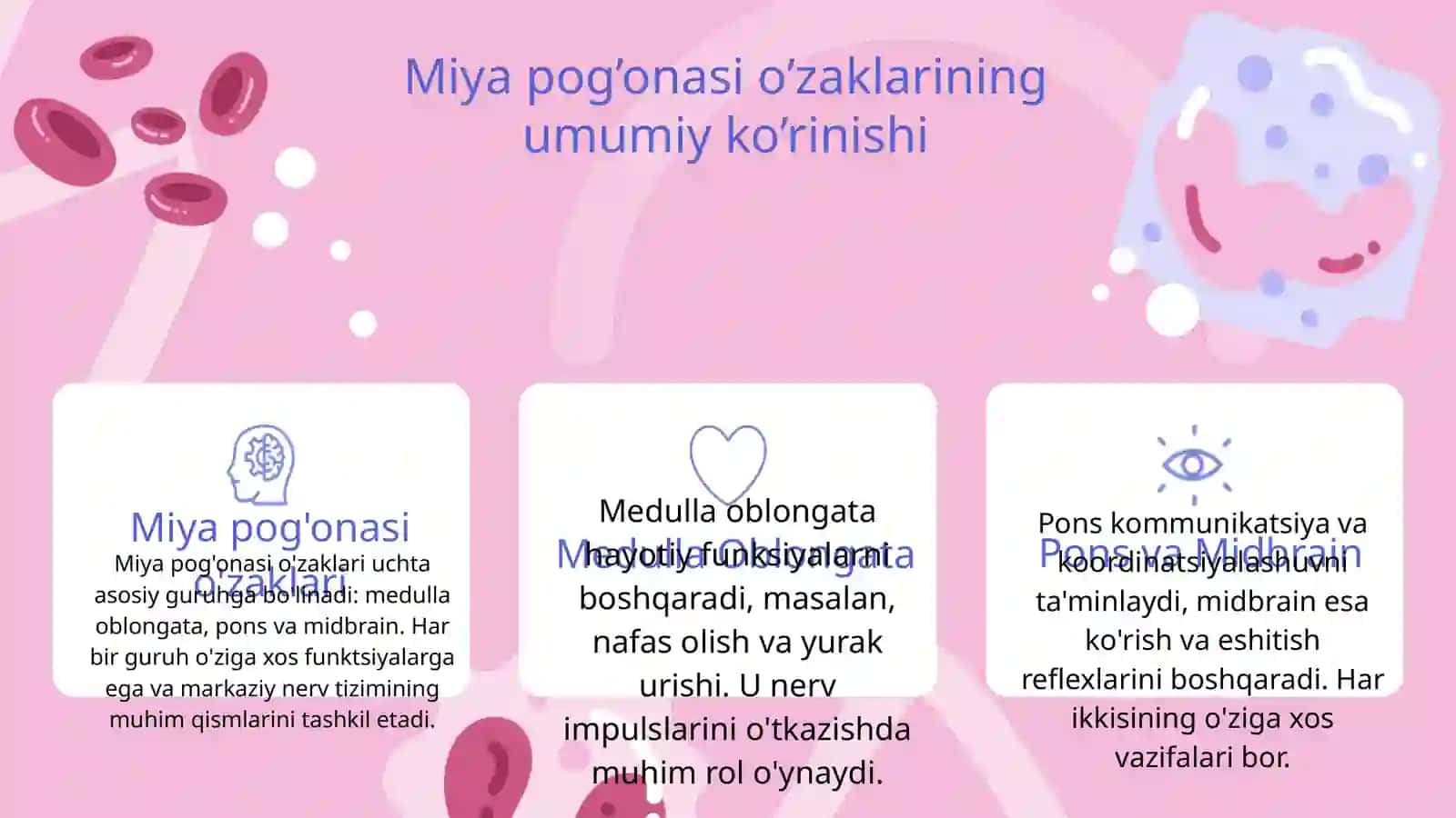 Miya pog’onasi o’zaklari va ularning axamiyati 3