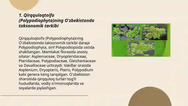Qirqquloqtoifa (Polypodiophyta)ning Òzbekistonda tarqalgan vakillari, ilmiy va amaliy ahamiyati. 3