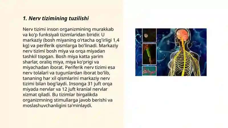 Nerv sistemasi fiziologiyasi 3