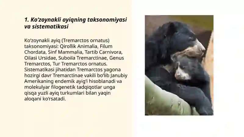 Ko'zoynakli ayiq haqida taqdimot 3