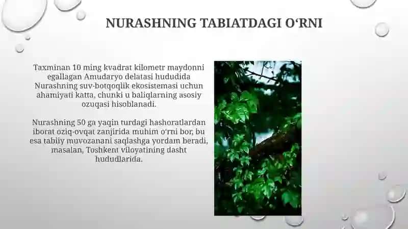 Nurashning tabiatdagi o‘rni 3