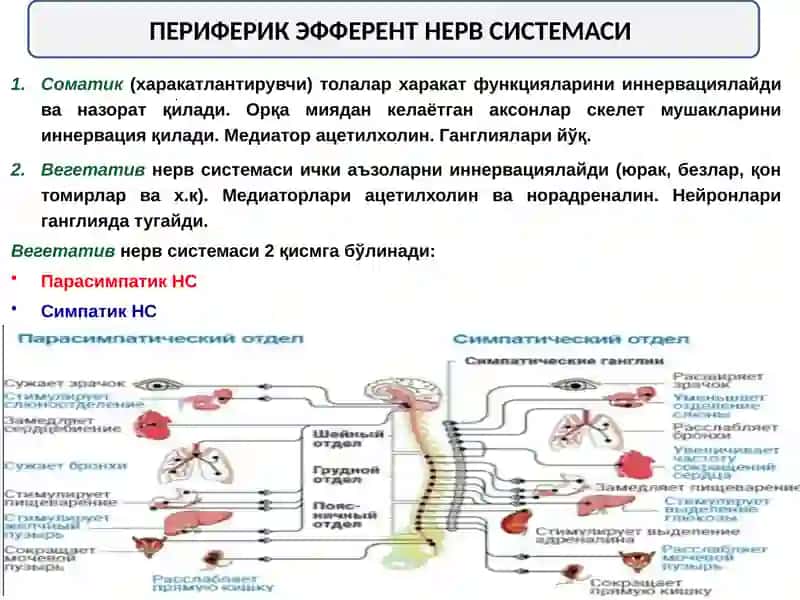 Фармакология 3
