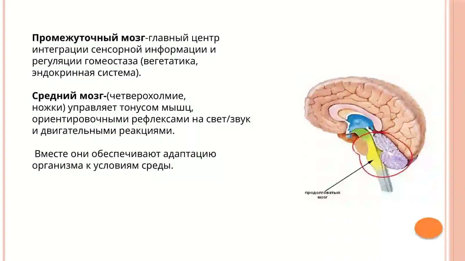 Физиология промежуточного мозга. Средний мозг 3