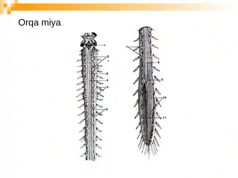 Anatomiya va OXTA kafedrasi 3