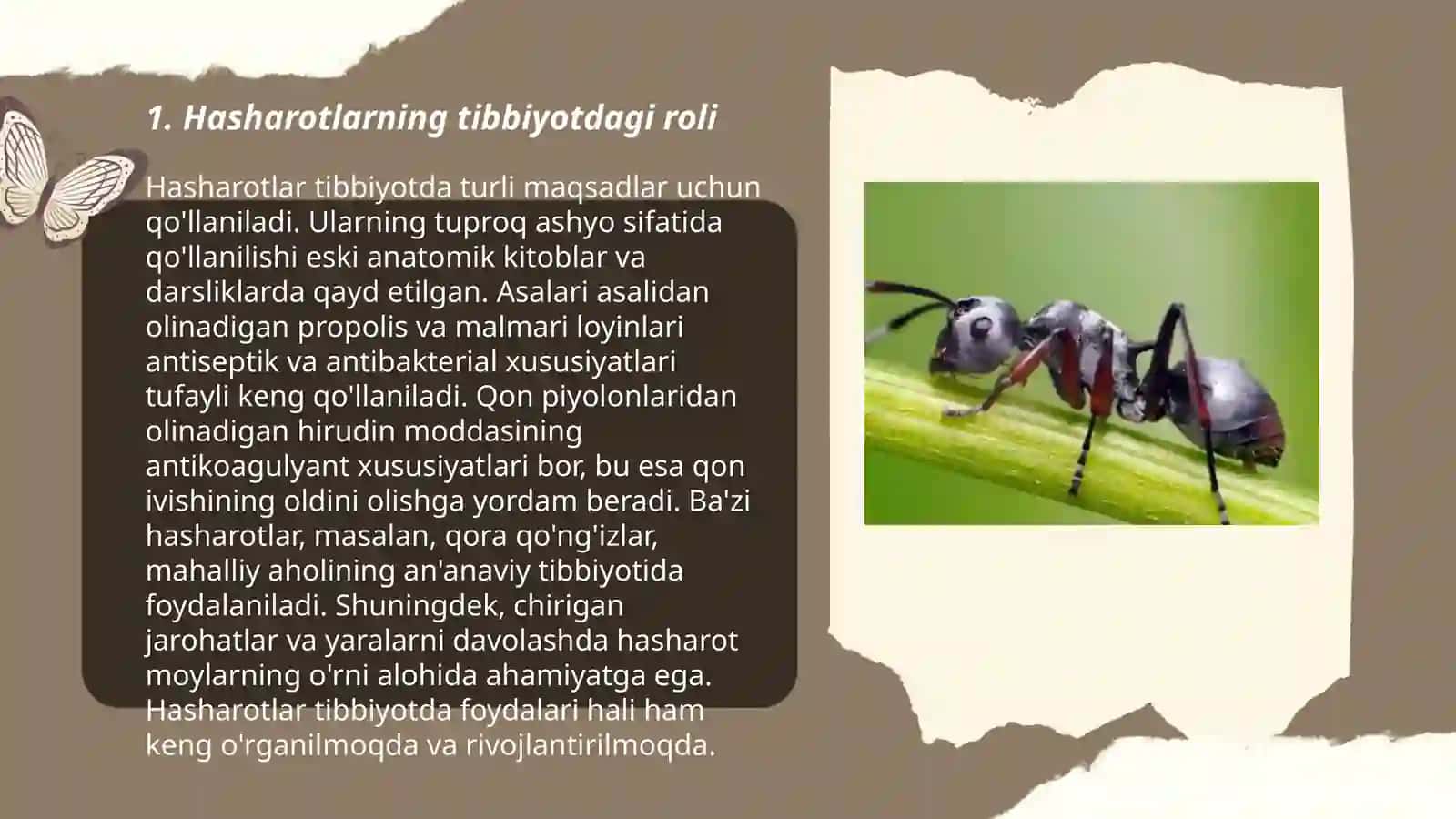 Hasharotlarning tibbiyotdagi ahamiyati 3