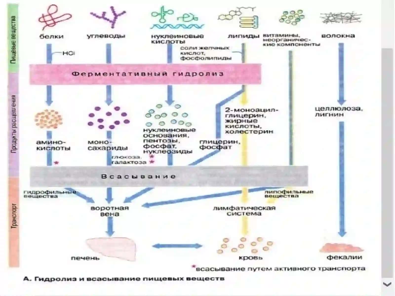 Tibbiy va biologik kimyo kafedrasi 3
